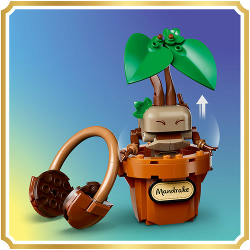 Mandrake plant