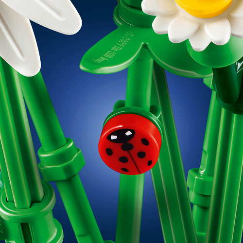 Lucky ladybug