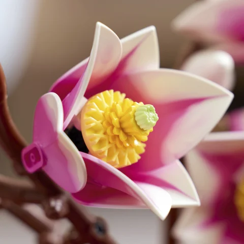 Kétárnyalatú szirmok